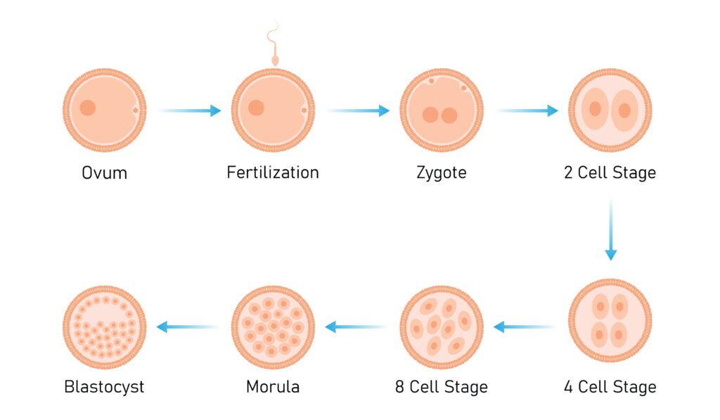 Graphic illustrating the stages of embryo development in IVF, from ovum to blastocyst